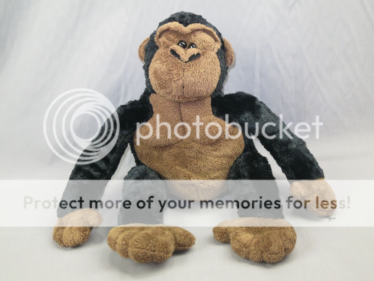[english]blackmonkey图片